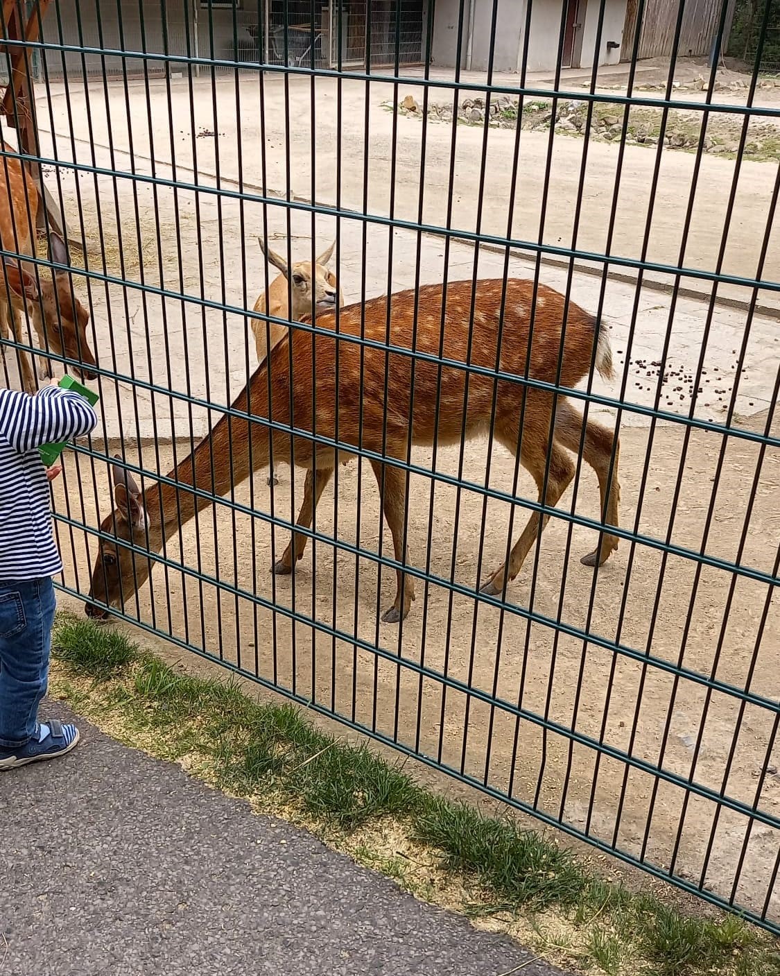 Tierpark